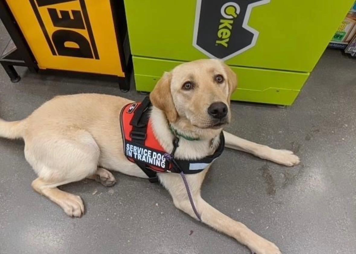 Photo of service dog wearing a vest